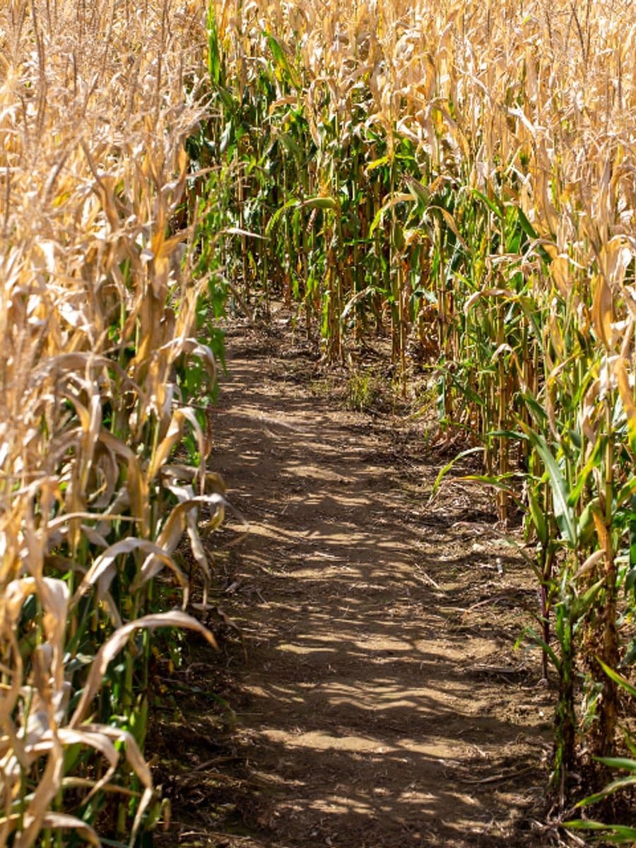 A maize field under a dry sky